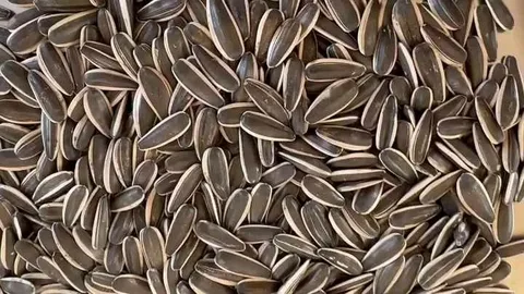 قیمت نان خشک تخمه آفتابگردان + خرید باور نکردنی